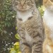 Gray and black tabby male cat lost in waterfall/gogginshill area