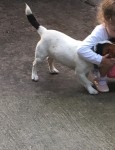 Jack Russell 1 year old white with black & brown patches lost in fair hill