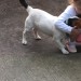Jack Russell 1 year old white with black & brown patches lost in fair hill
