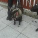 Missing two goats from Dublin pike whitescross