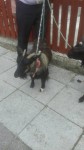 Missing two goats from Dublin pike whitescross