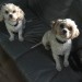 Our 2 Cavachons have gone missing near Ballineen, West Cork