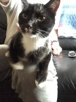 Missing female black & white cat in Cork City