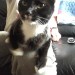 Missing female black & white cat in Cork City
