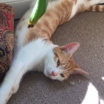 Ginger/White Young Cat missing in Beaumont/Ballintemple