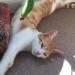 Ginger/White Young Cat missing in Beaumont/Ballintemple