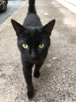 Black cat found in St Lukes