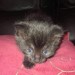 4 week old black kitten, knockavilla bandon area