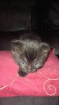 4 week old black kitten, knockavilla bandon area