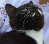 neutered male black/dark brown cat with a white moustache!