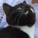 neutered male black/dark brown cat with a white moustache!