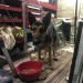 german shepard found in Douglas,around Kinsale roundabout