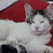 Adult male cat Kerry (North)