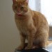 Male ginger cat lost in Shannon (Clare)