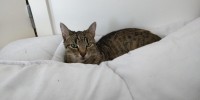 Lost cat in the Blackpool area