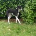 male lurcher found ballyporeen county tipperary