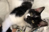 Black and white male kitten found in Dingle – main road