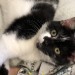 Black and white male kitten found in Dingle – main road