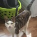 Found Male white/tabby cat in Gneeveguilla area Kerry