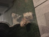 2 small dogs found off main Cork Road at Kilworth junction
