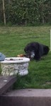 Judge Male lab x black Dripsey co cork area