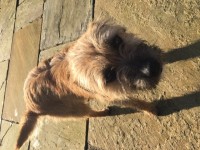 Found: Female Border Terrier in Cullen