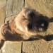 Found: Female Border Terrier in Cullen