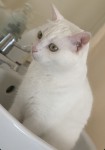 6 yr old pure white cat, missing around the Greenwood, Togher area since last night 5th Nov