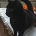 Black cat lost  in Anglesboro