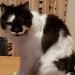 Black and white cat missing from Doonbeg Co.Clare