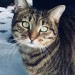 Young female Tabby lost Blackrock Cork