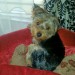 Lost Yorkshire Terrier in Cork