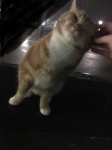 Very friendly ginger cat
