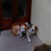 Two hounds found near Feakle.