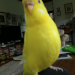 Yellow Budgie lost near Enniskeane (Kilcoleman Farm)