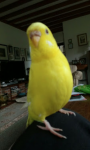 Yellow Budgie lost near Enniskeane (Kilcoleman Farm)