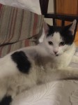 Recently spayed female cat found