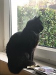 Small, black, female cat