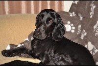 male cocker spaniel,6 year old.lost in Lissarda Cork