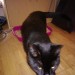 Found: small black cat near Grenagh