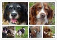 Senior dogs missing Moycullen Area Galway