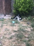 Small black and white collie