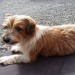 Male brown & white dog missing from Glanworth