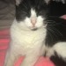 Found Black and white Cat found (young cat ) in cork city