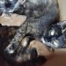 Dark brown cat with ginger streaks, lost clonakilty area