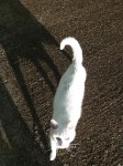 White female cat foud in Killeagh
