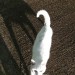 White female cat foud in Killeagh