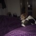Male Jack Russel King Charles mix lost Evergreen Road area