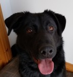 Black Labrador Found at Garrettstown Beach