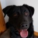 Black Labrador Found at Garrettstown Beach
